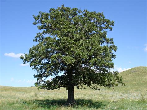 picture oak tree